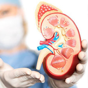 nephrologist in Vijayawada
