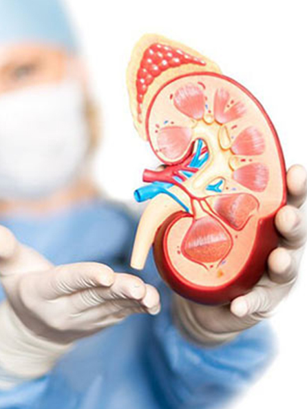 nephrology